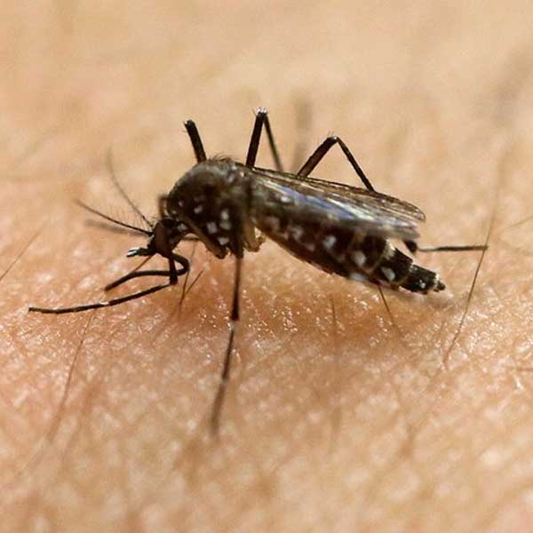 Secretaria de Saúde confirma primeiro caso de microcefalia em Assis