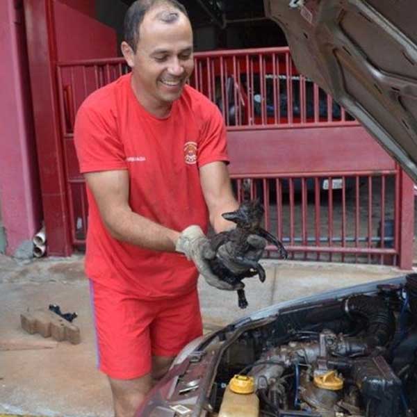 Bombeiros resgatam gato preso em motor de carro em Tupã