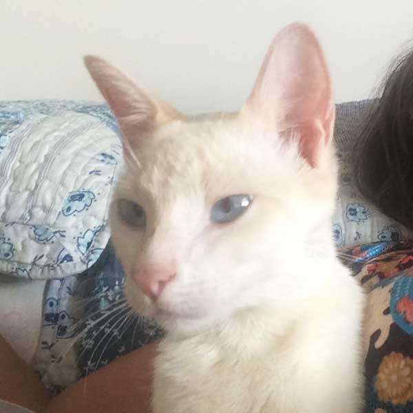 Gato está desaparecido desde o fim de semana