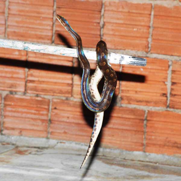 Bombeiros capturam cobra em residência de Paraguaçu Paulista
