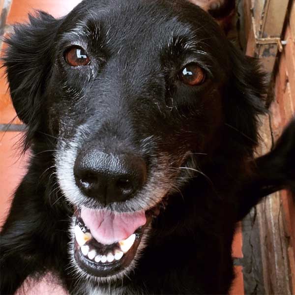 Cachorra está desaparecida desde quarta-feira