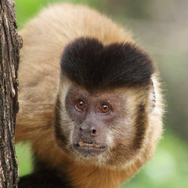 Como prevenção à febre amarela, associação de Assis deixa de receber macacos