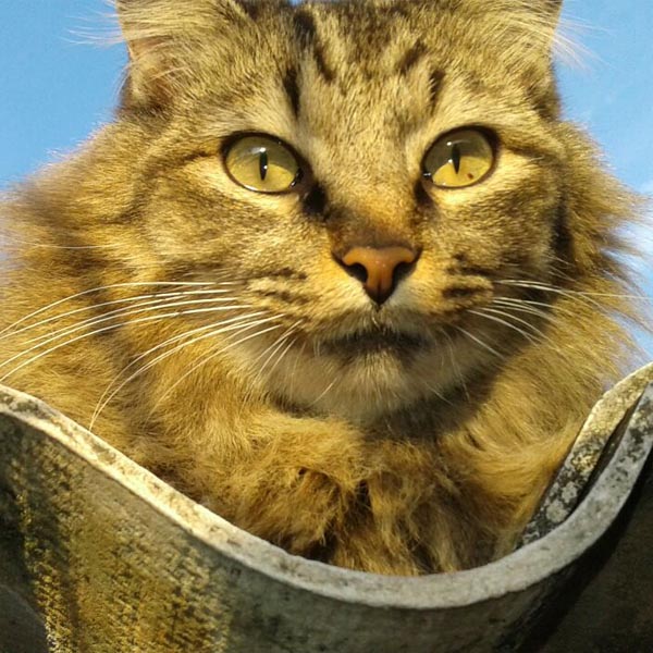 Gato de estimação de idosa está desaparecido