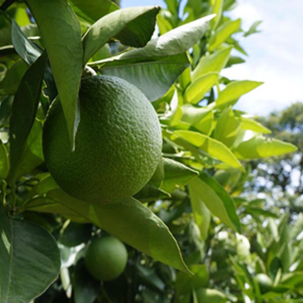 Os benefícios da água morna com suco de limão em jejum
