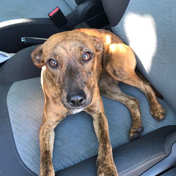 Cachorra é encontrada abandonada próximo ao PTC