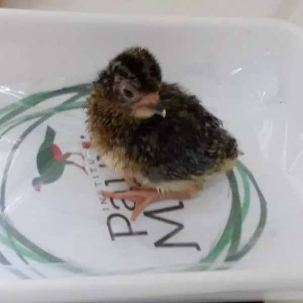 Filhote de ave extinta há mais de 30 anos nasce em criadouro de Borá