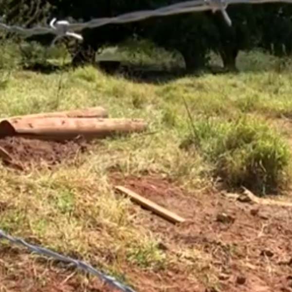 Idoso morre após ser atacado por búfalo em Marília