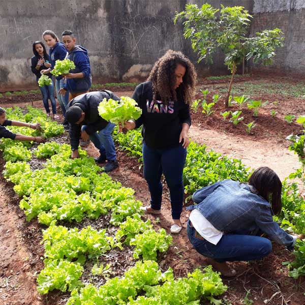 Projeto implanta horta na escola 'Osório Lemaire'