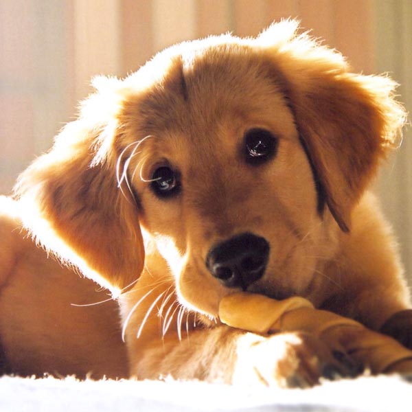 Conheça os alimentos que os pets podem consumir