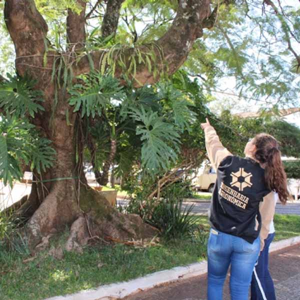 Secretaria do Meio Ambiente de Paraguaçu cataloga árvores nativas para preservar espécie