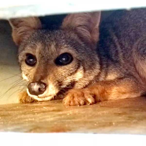 Raposa é capturada em casa de Assis e devolvida à natureza