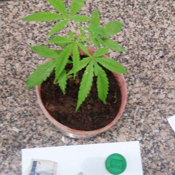 PM prende homem por tráfico de drogas e encontra pé de maconha em casa