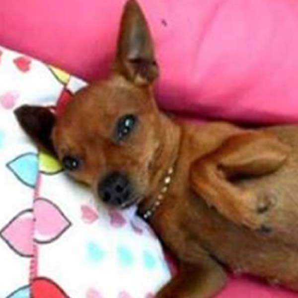Animal de estimação de criança está desaparecido
