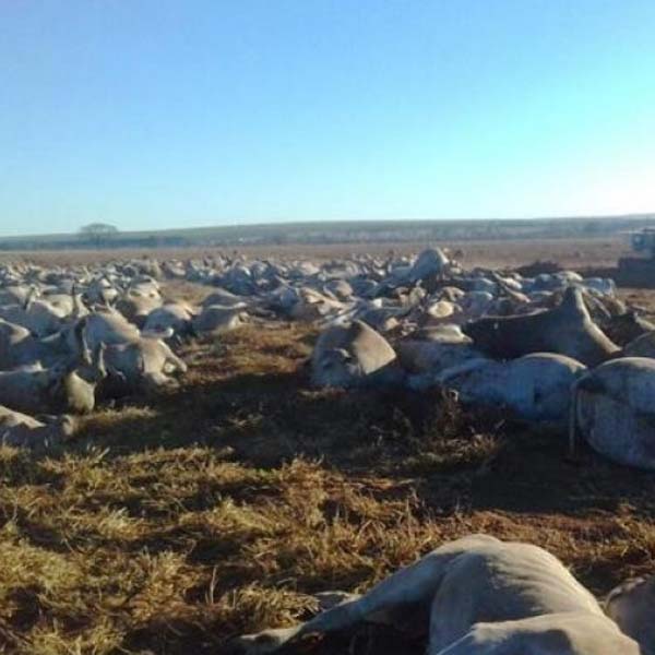 Mais de mil cabeças de gado morrem em fazenda de MS