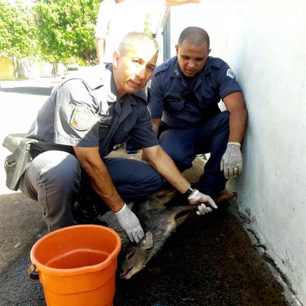 Policiais militares resgatam veado catingueiro em bairro de Quatá