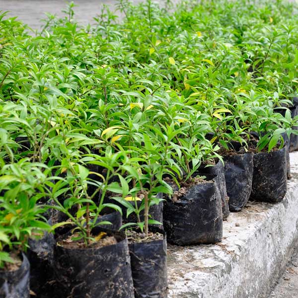 CART realiza plantio ao longo do Corredor Raposo Tavares