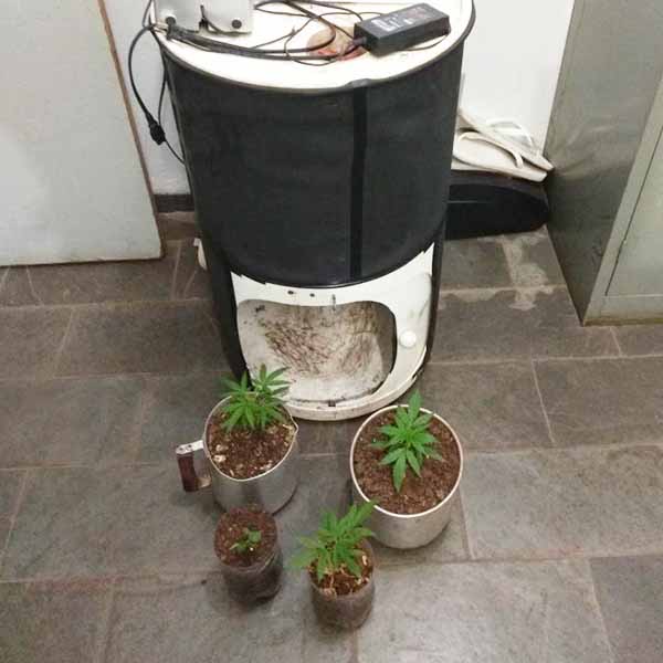 PM apreende estufa para cultivo de maconha em Paraguaçu Paulista