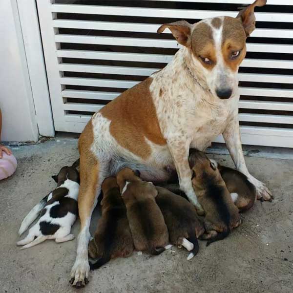 Casa pega fogo em Marília e bombeiros salvam casal de cães e oito filhotes