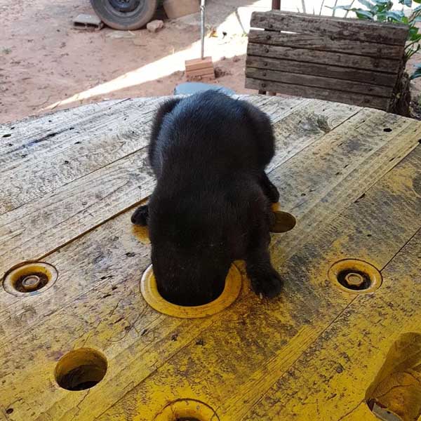 Gato prende a cabeça em carretel e é socorrido pelos bombeiros em Tupã