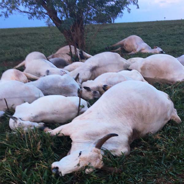 Raio mata 25 cabeças de gado em fazenda de Borá