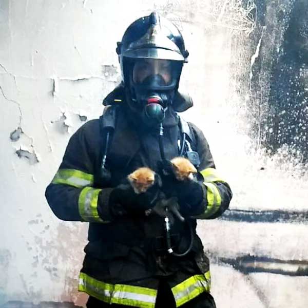 Bombeiros de Marília salvam gatinhos de incêndio em casa que estava vazia