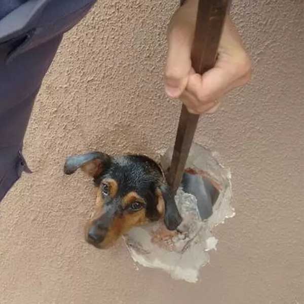 Bombeiros de Assis resgatam cachorra com cabeça presa em cano