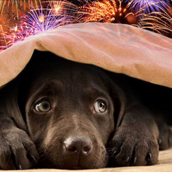 Donos de animais domésticos devem preparar ambiente para a noite de Réveillon