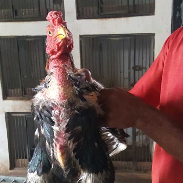 Homem é multado em Tupã em R$ 51 mil por manter 17 galos em cativeiro