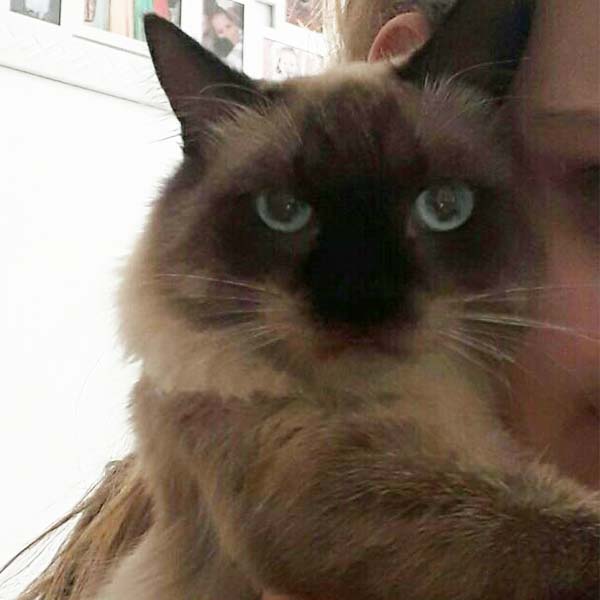Família procura por gato desaparecido desde sábado