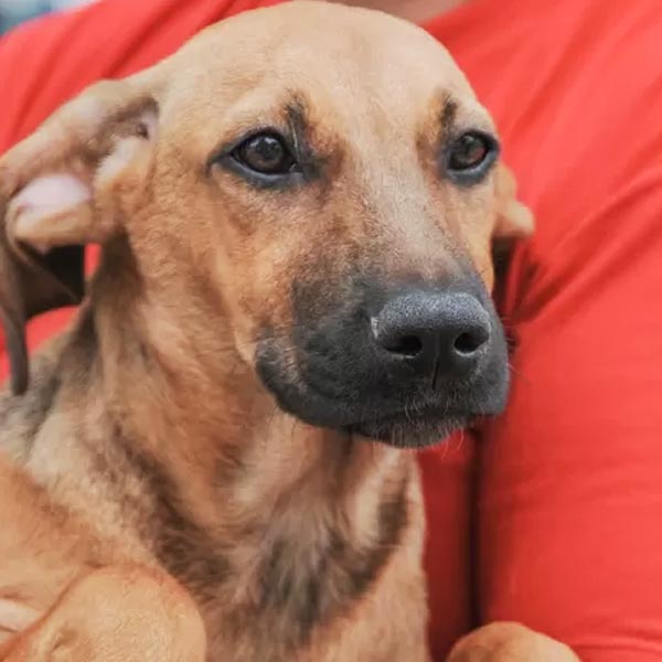 Câmara autoriza auxílio à Associação de Proteção aos Animais