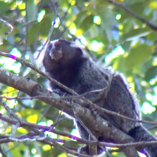 Mais um macaco é encontrado morto em estrada rural de Marília