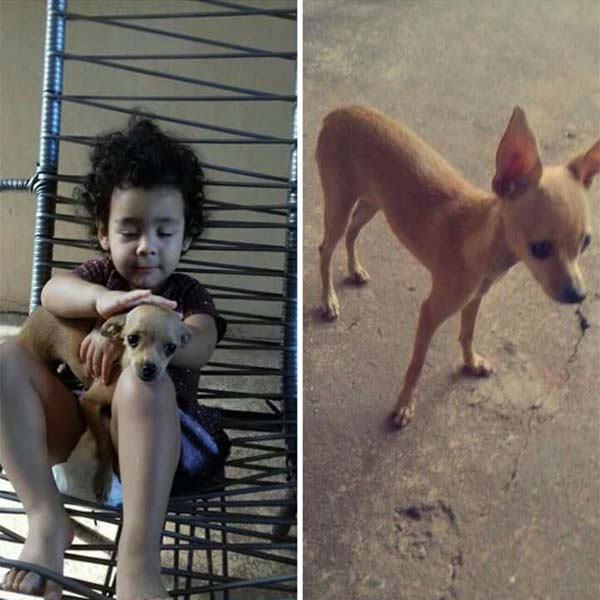 Cachorra de estimação de criança está desaparecida desde segunda-feira