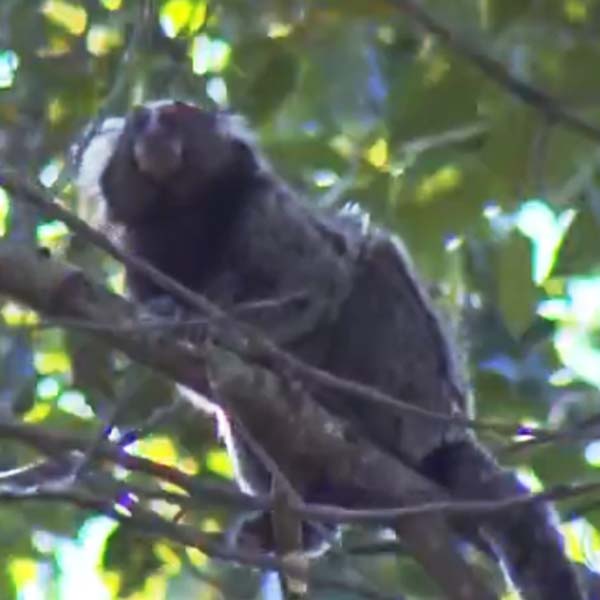 Secretaria de Saúde divulga morte de macaco em Marília
