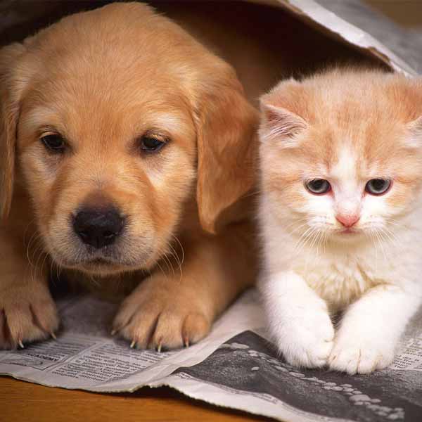 Cuidados básicos para manter a saúde e o bem estar dos pets