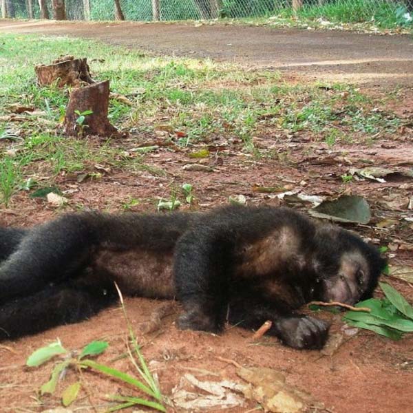 Macaco encontrado em Paraguaçu não morreu por febre amarela, aponta laudo