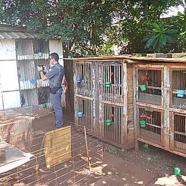 Polícia Ambiental multa homem em R$ 81 mil por maltratar galos em Palmital