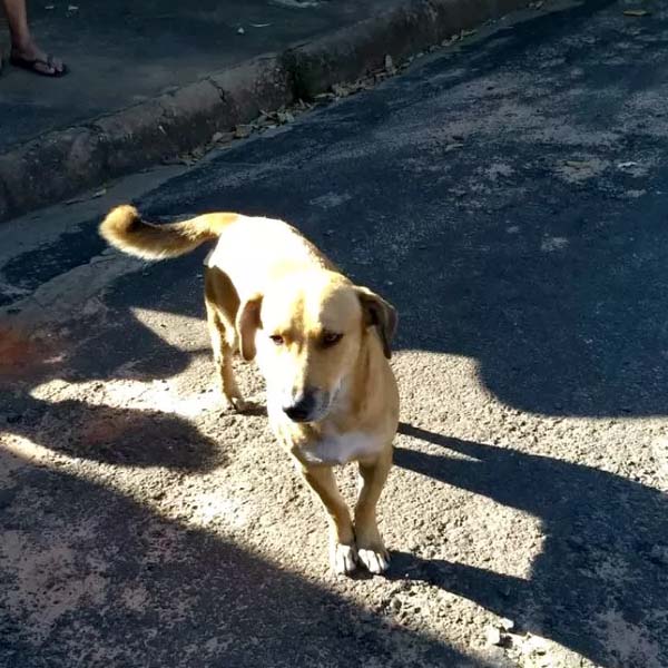 Cachorro 'avisa' vizinhos sobre incêndio e salva idosa que estava sozinha na casa em Tupã