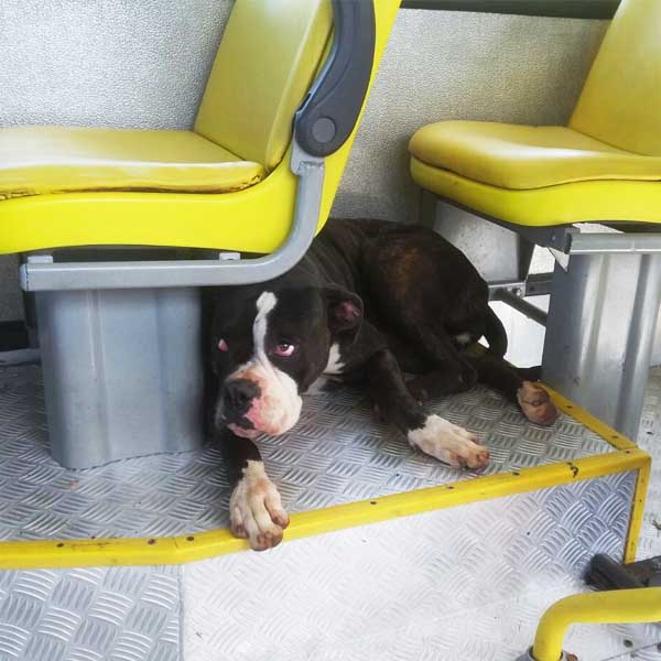 Cachorra 'pega carona' em ônibus e assusta passageiros em Marília