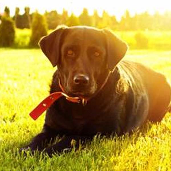 Cuidados com a osteoartrite canina