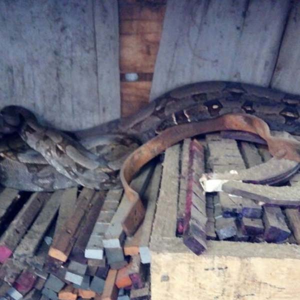 Jiboia provoca susto em funcionários ao ser encontrada em prateleira de indústria em Paraguaçu