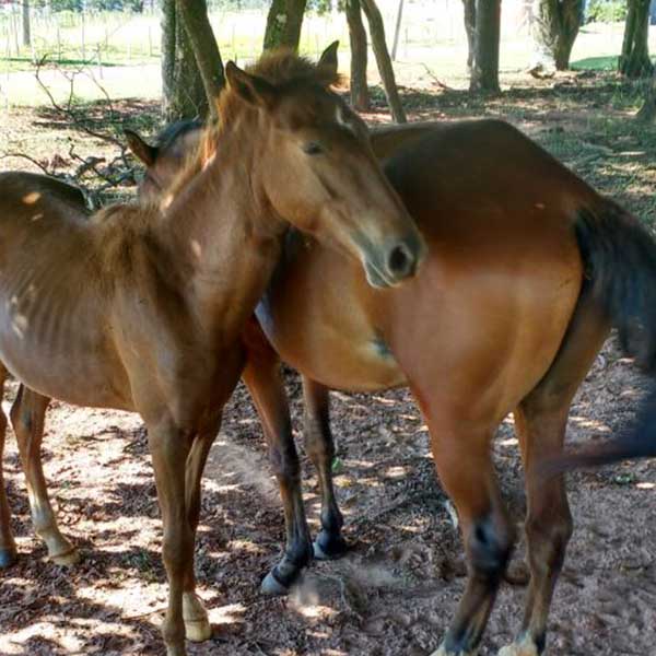 Prefeitura faz apreensão de animais que sofrem maus tratos