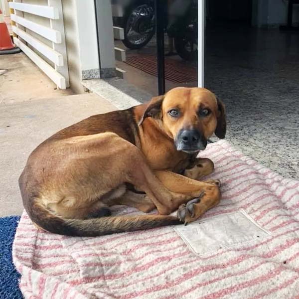 Cachorro espera há quatro meses na frente de hospital por dono que morreu no interior de SP