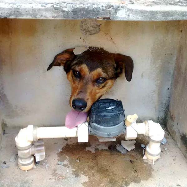 Cachorro com cabeça entalada em buraco de muro mobiliza bombeiros em Tupã
