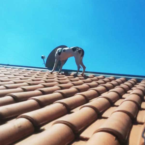 Bombeiros resgatam cachorrinha presa em cima de telhado em Marília