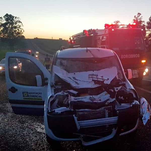 Veículo bate em vaca na rodovia SP-294 em Marília