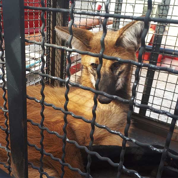 Corpo de Bombeiro resgata lobo guará atropelado em estrada rural