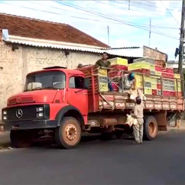 Com greve de caminhoneiros, produtores de ovos de Bastos doam galinhas na rua