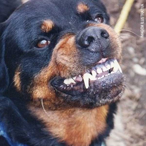 Mulher é atacada por cão no centro de Paraguaçu Paulista