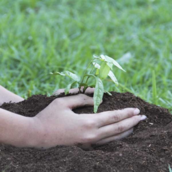 Semana Mundial do Meio Ambiente será marcada com lançamento de Pomar Urbano e palestra