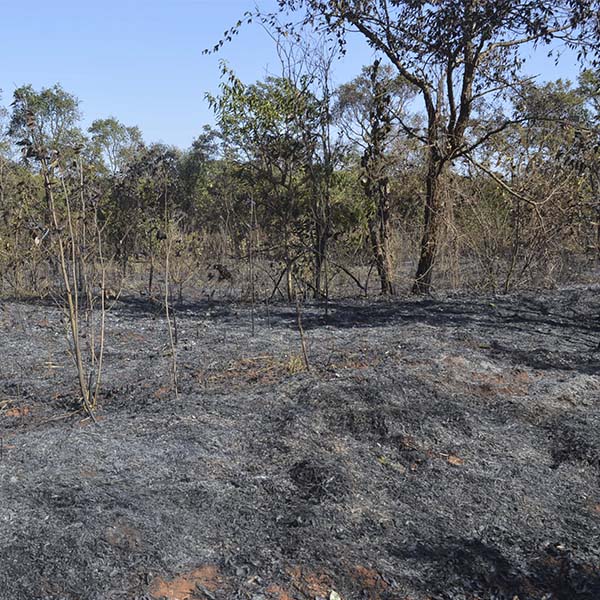 Mata às margens da pista de caminhada é destruída por incêndio em Paraguaçu Paulista